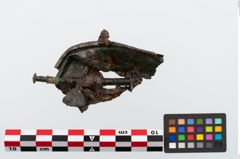 Foto von Bronzephalere (NHMW-PRAE-024552)